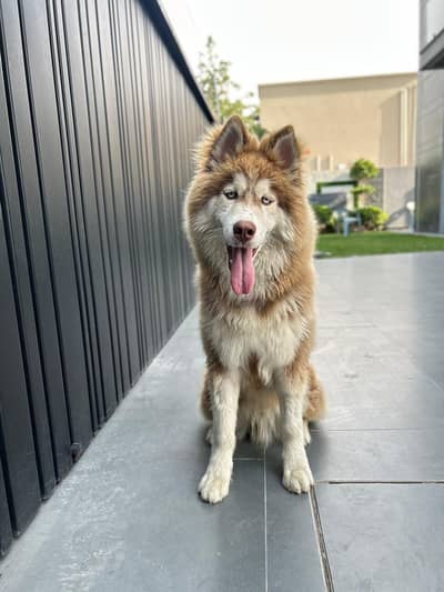 ( Alaskan Malamute x Husky )