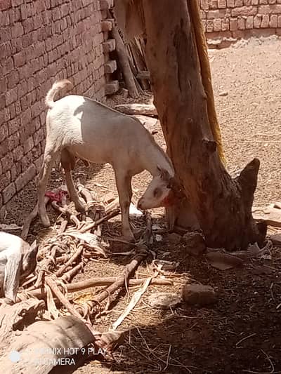 teddy bakra