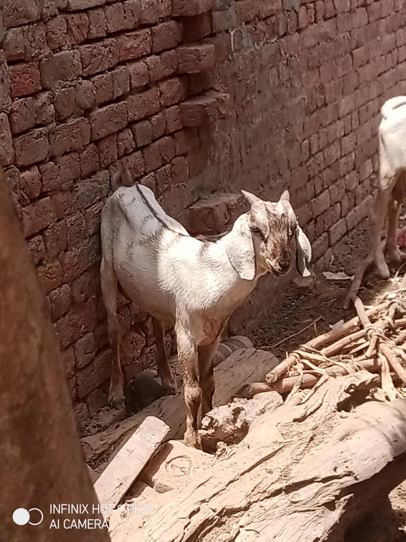 teddy bakra 1