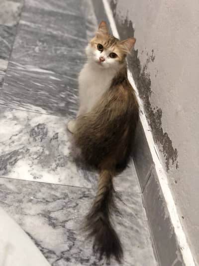 Persian Cat
