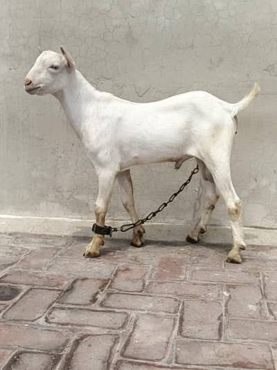 FULL POINTED GULABI MALE FOR SALE