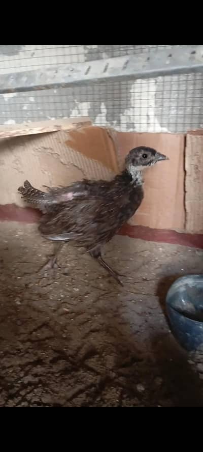 birds for sale
