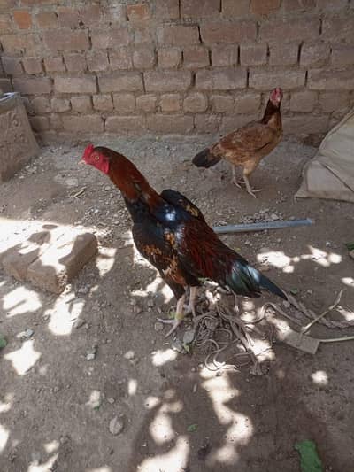 full healthy and active murga 03143561545 Kisi murgay ka Sath exchange