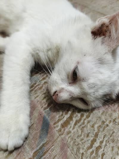 White cat for sale