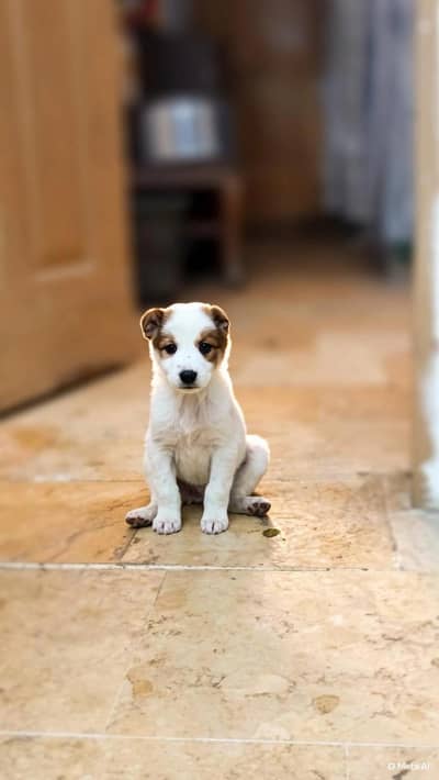 male puppy