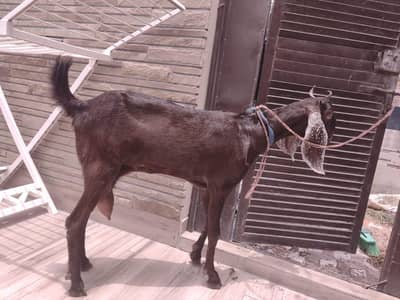 Goat , bakri For sale , 2 dant , Milk goat