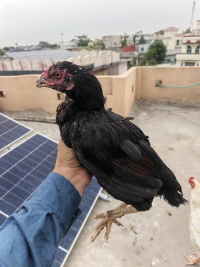 high quality Aseel female for sale