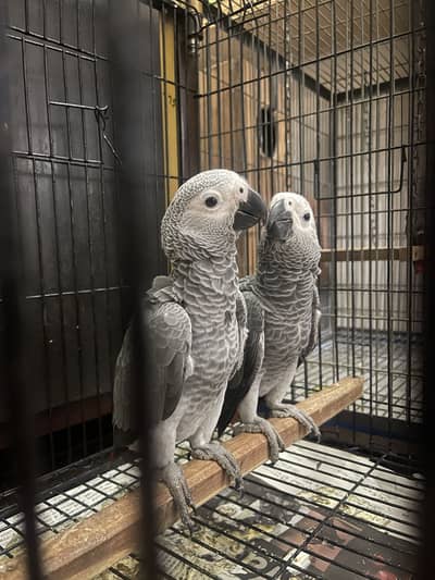 African grey chick baby