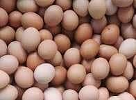 EGG dessi misri