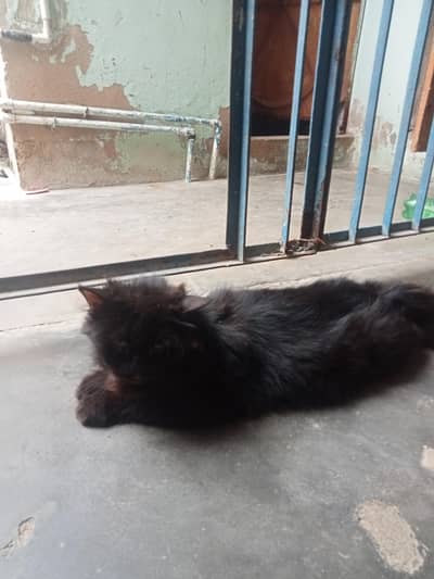 Persian cat triple quote