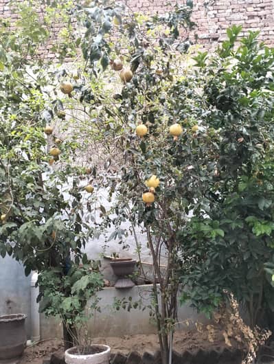 انار کا پودا فار سیل