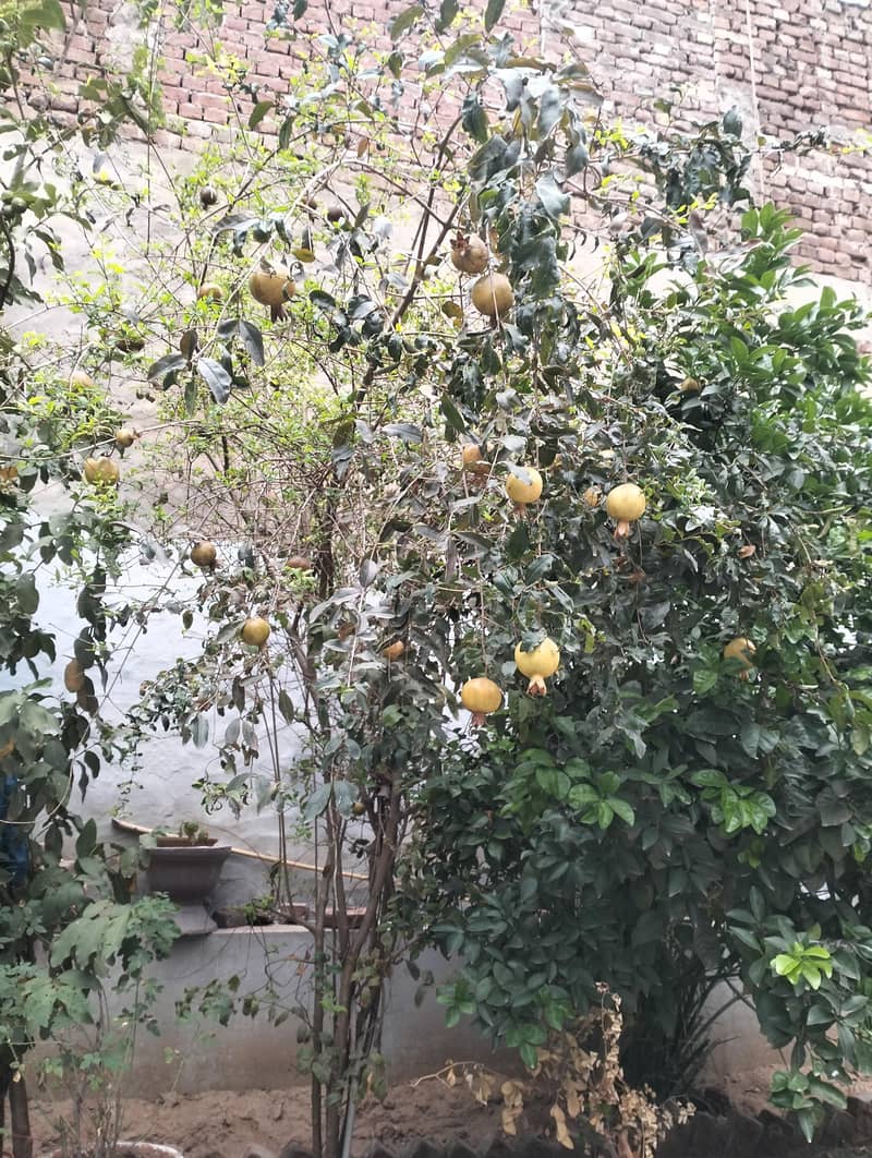 انار کا پودا فار سیل 1
