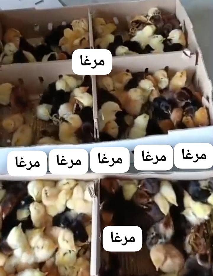گولڈن مصری چوزے اور مرغیاں مرغے ہر قسم کا مال ہمارے پاس دستیاب ہے 12