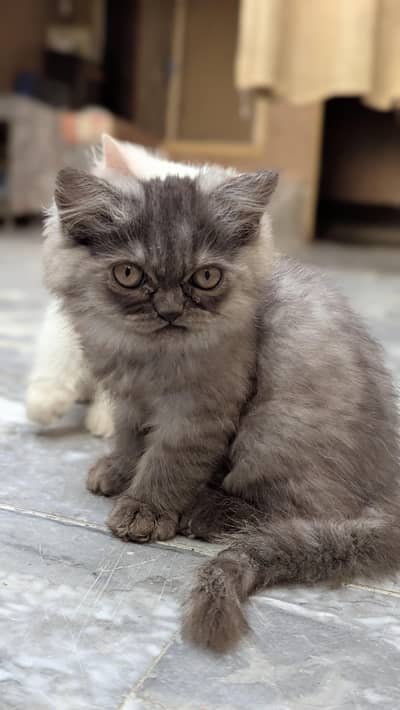 Himalayan kittens