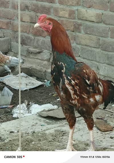 Aseel Murgha Or Aseel Morgi sath 2 bacha Hai Jawan