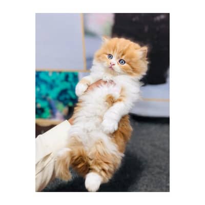 parshion kitten cat male and female British
