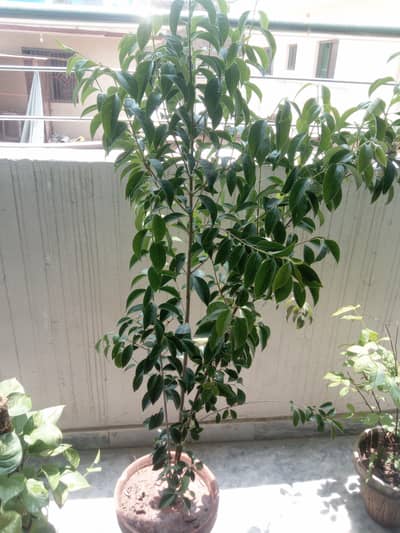 Ligustrum Plant is available for sale