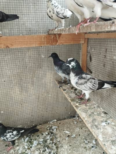 Kabli Pigeon