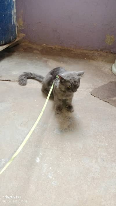 parsian cat 