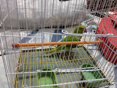 parrot