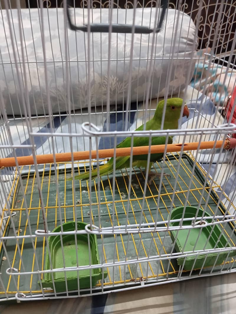 parrot 1