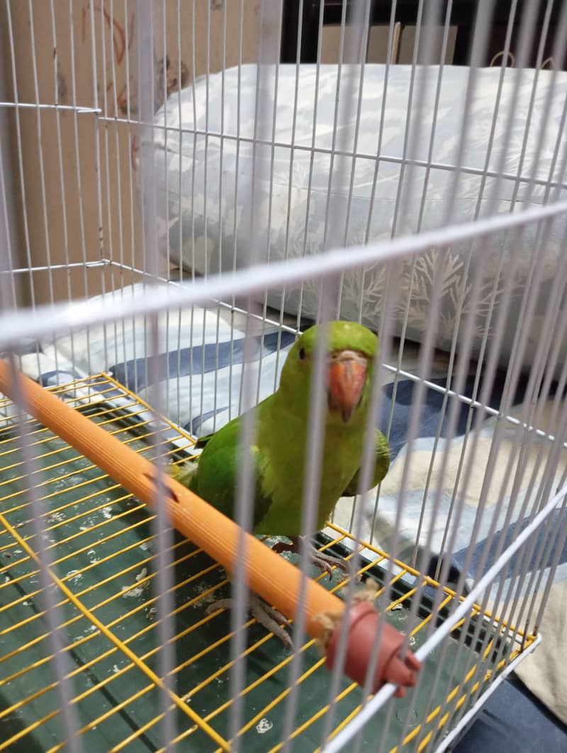 parrot 2