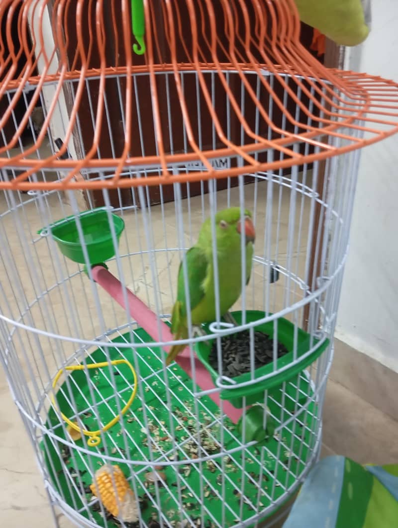 parrot 3