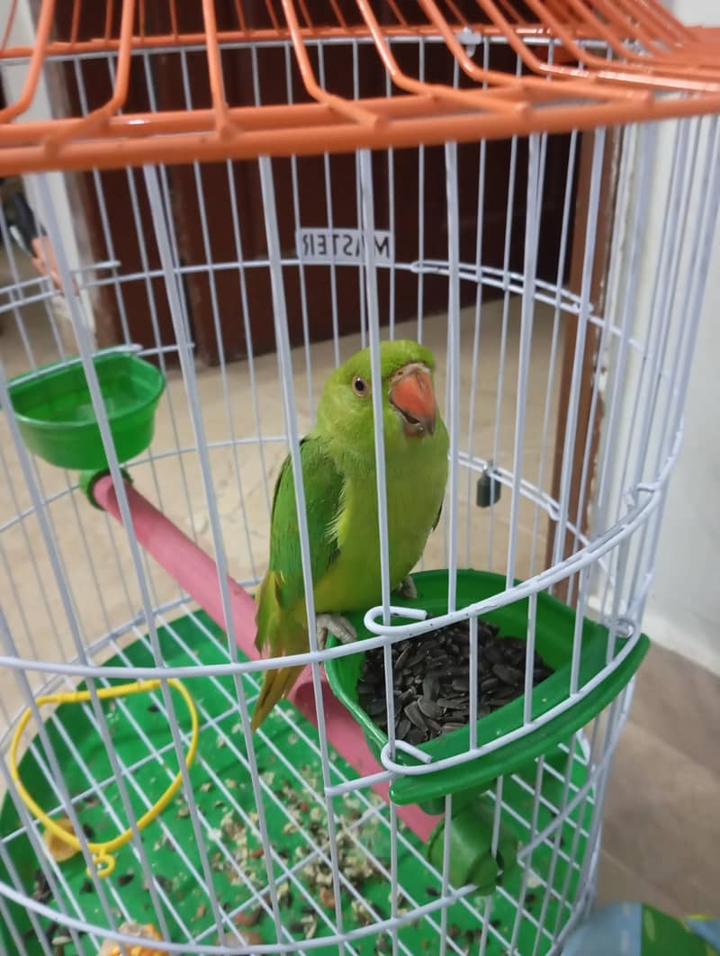 parrot 4