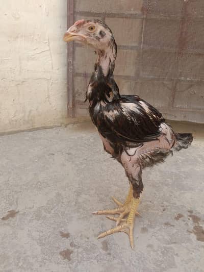 High Quality band Gali aseel patha for sale 03001670783