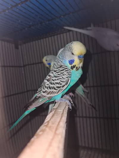exibition budgies