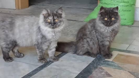 Pair Persian cat