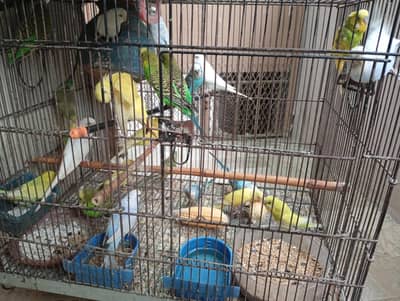 Budgies breeder pairs for sale!