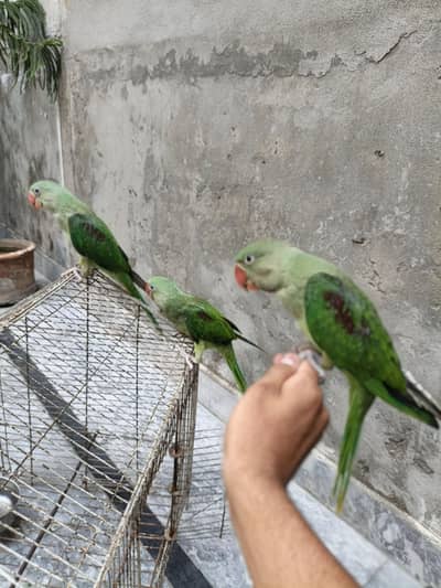 raw hand tame self chicks