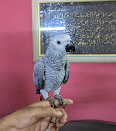 African grey parrots the good quality