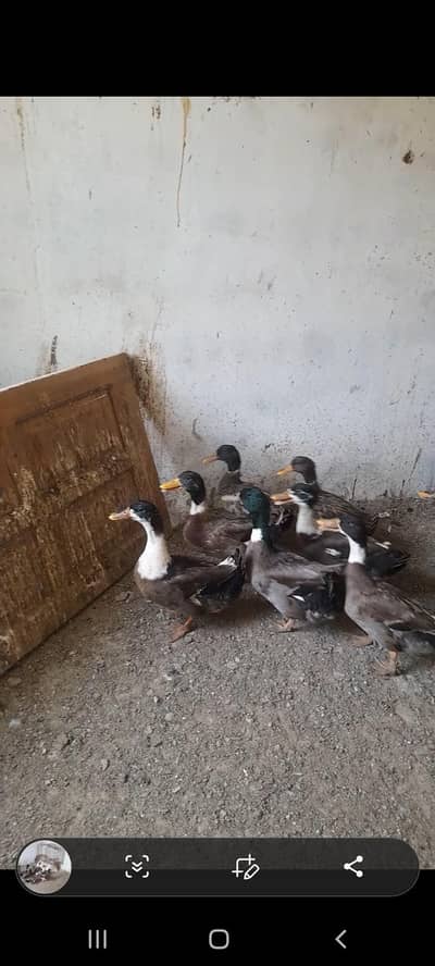 HakiCamel Duck