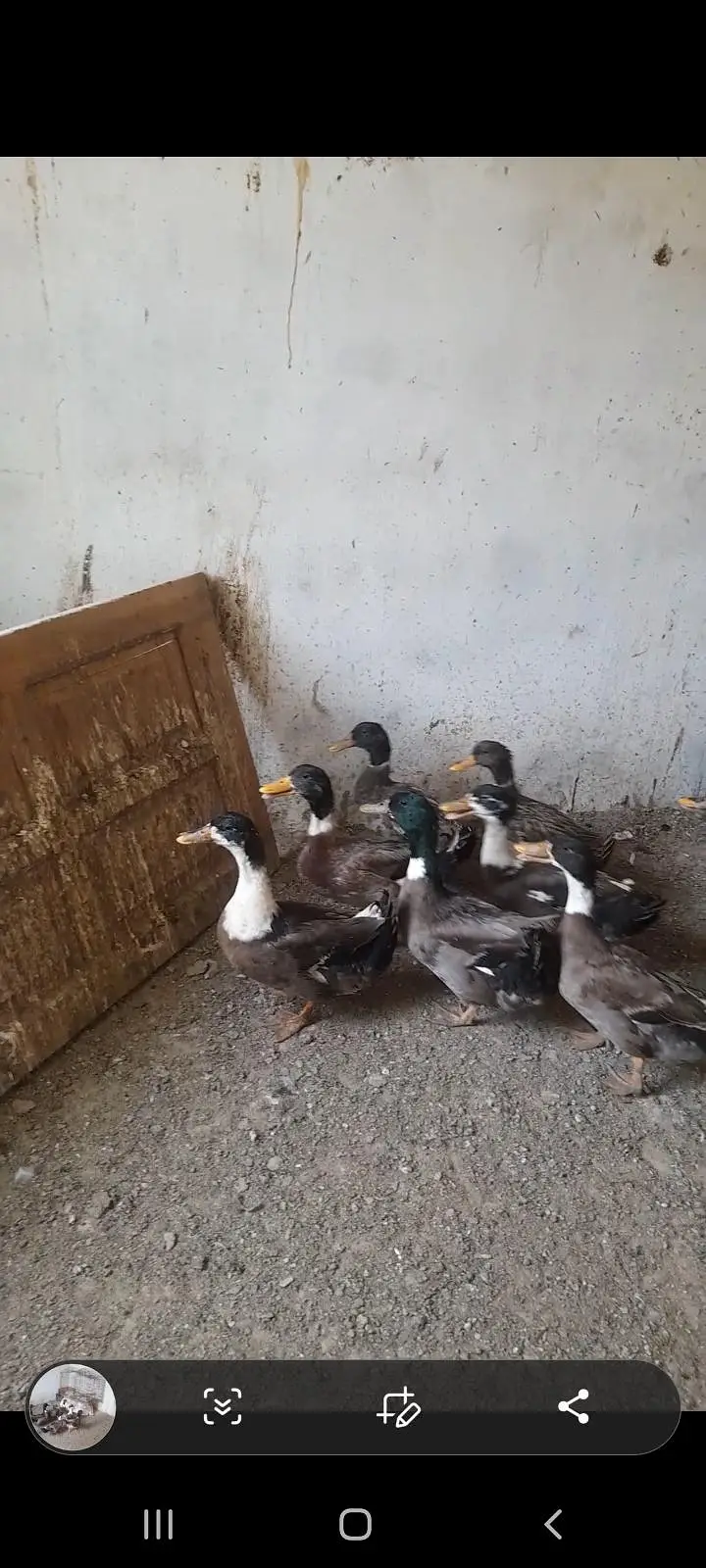 HakiCamel Duck