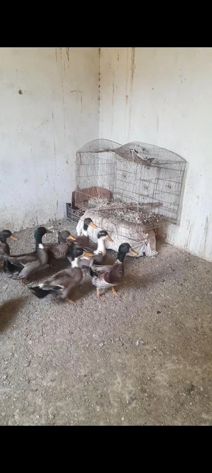 HakiCamel Duck — photo 2