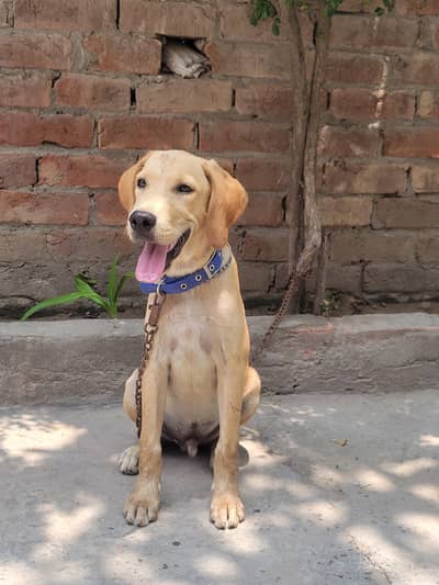 American pointer