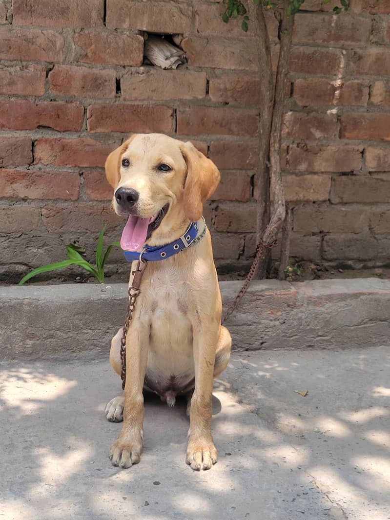 American pointer 0