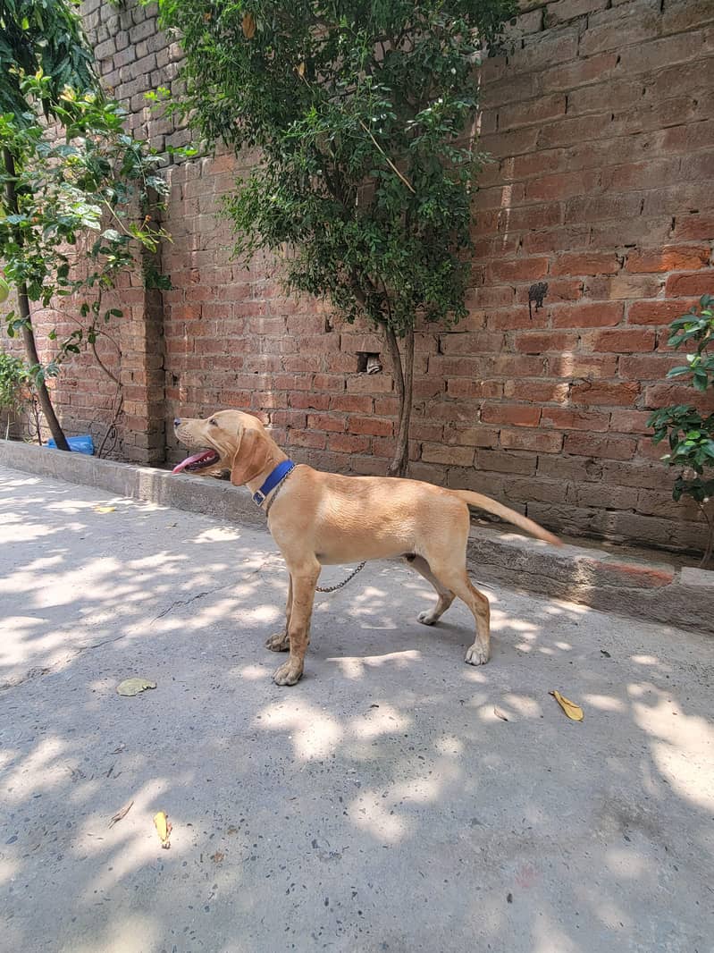 American pointer 1