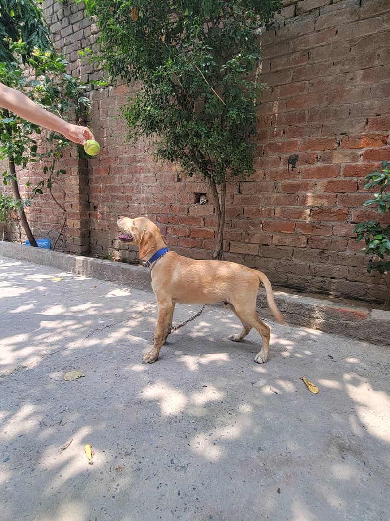 American pointer 2