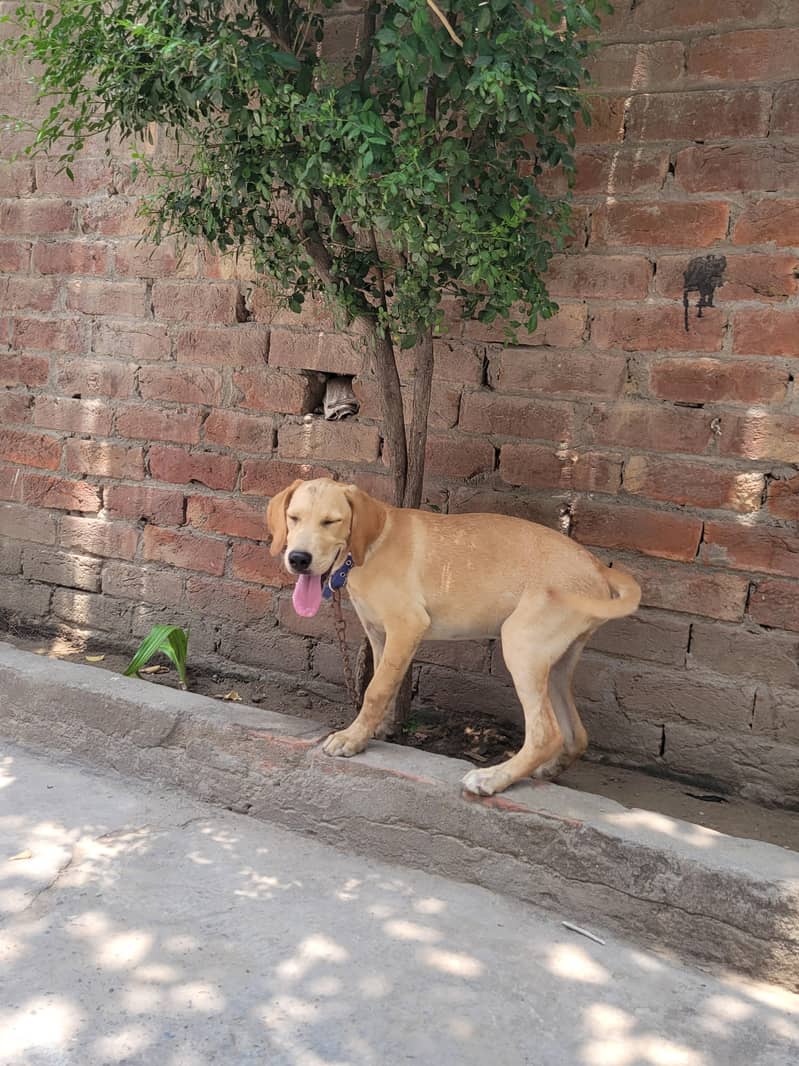 American pointer 4