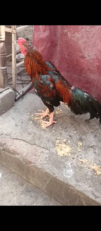 pure jawa murga available hai whatapp 03054359929