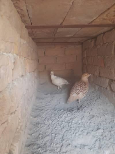 irani  female 1 or 1 white female teeteri