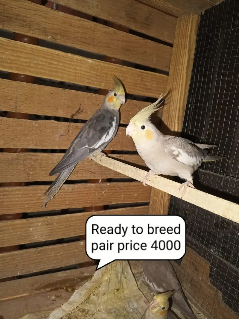 Cocktail Or Budgies Parrots Or Cages For Sale — photo 2