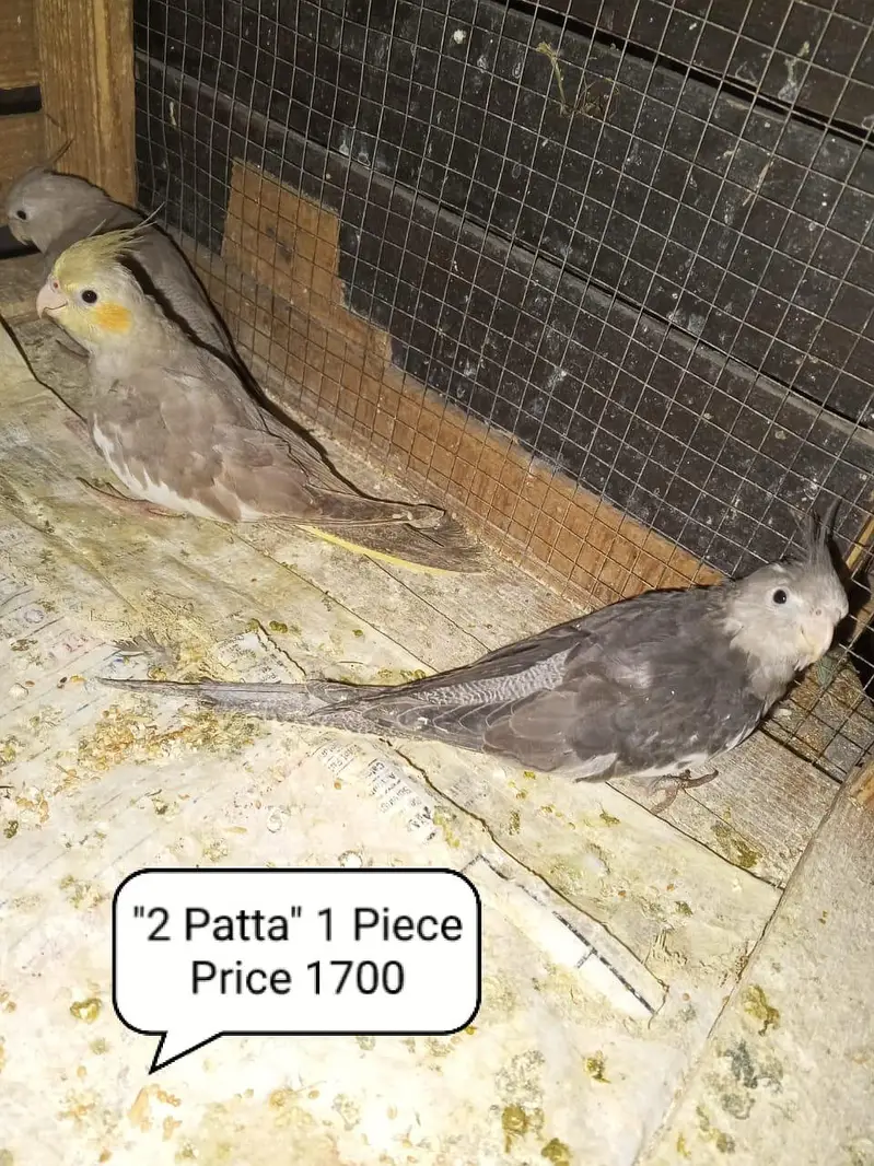 Cocktail Or Budgies Parrots Or Cages For Sale — photo 3