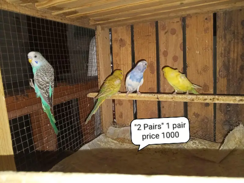 Cocktail Or Budgies Parrots Or Cages For Sale — photo 4