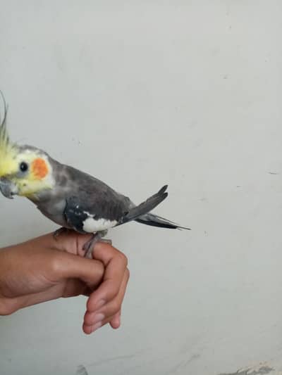hand tame cocktaiel for sale