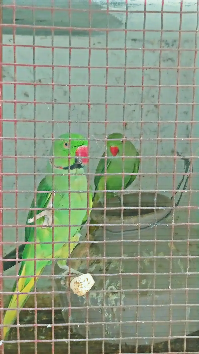 green Pahari parrot