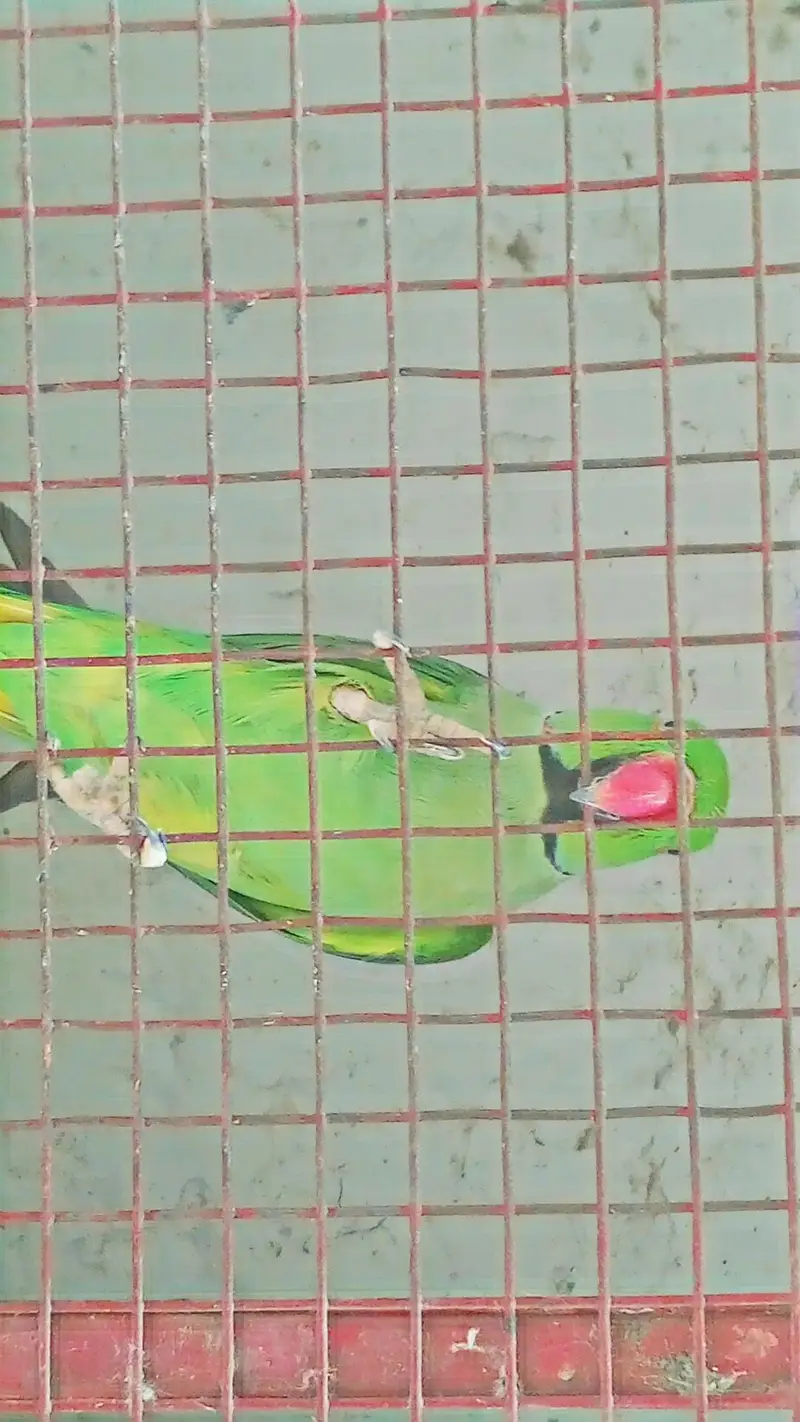 green Pahari parrot — photo 2
